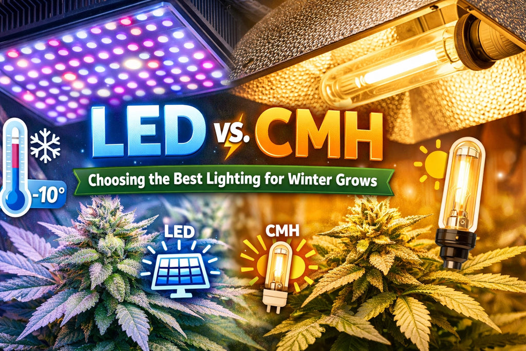 LED vs. CMH: Choosing the Best Lighting for Winter Grows