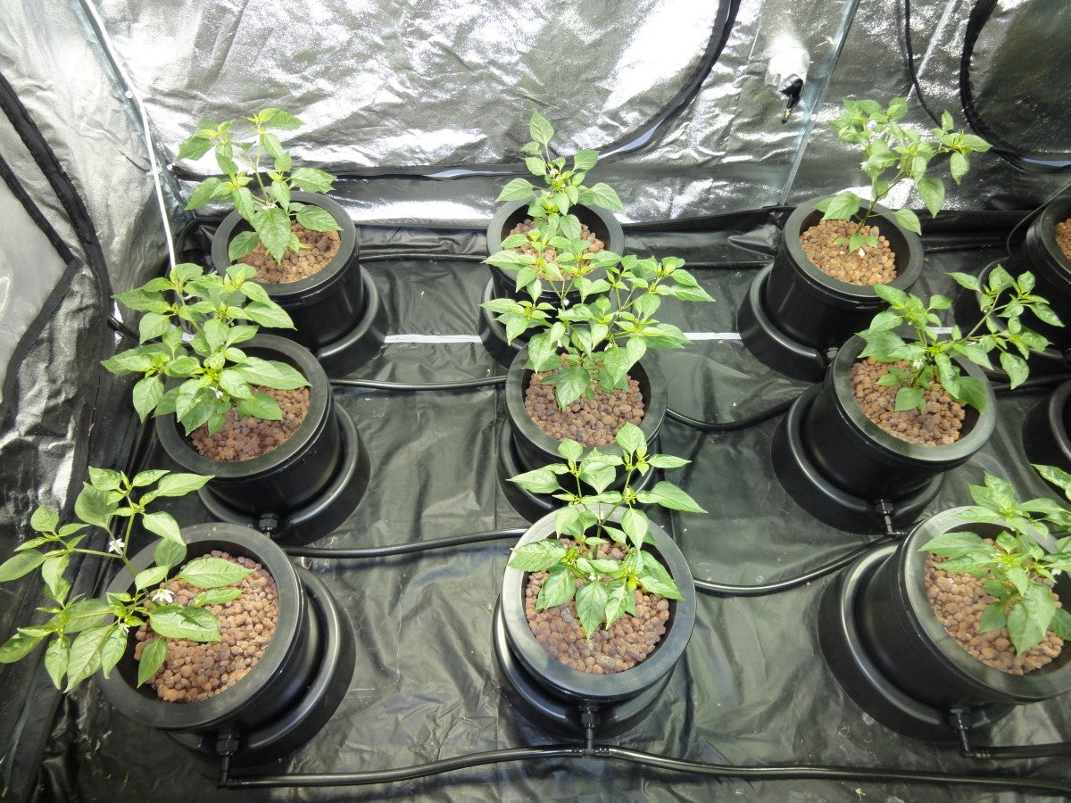 Small grow tents: The effect of lowering the lights in a grow tent