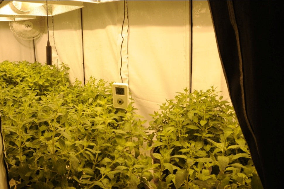 How Gorilla Grow Tents help Hydroponic Farmers
