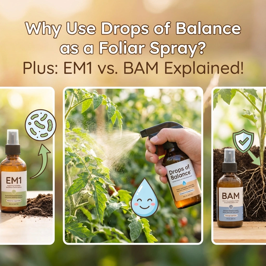 Why Use Drops of Balance as a Foliar Spray? Plus: EM1 vs. BAM Explained!