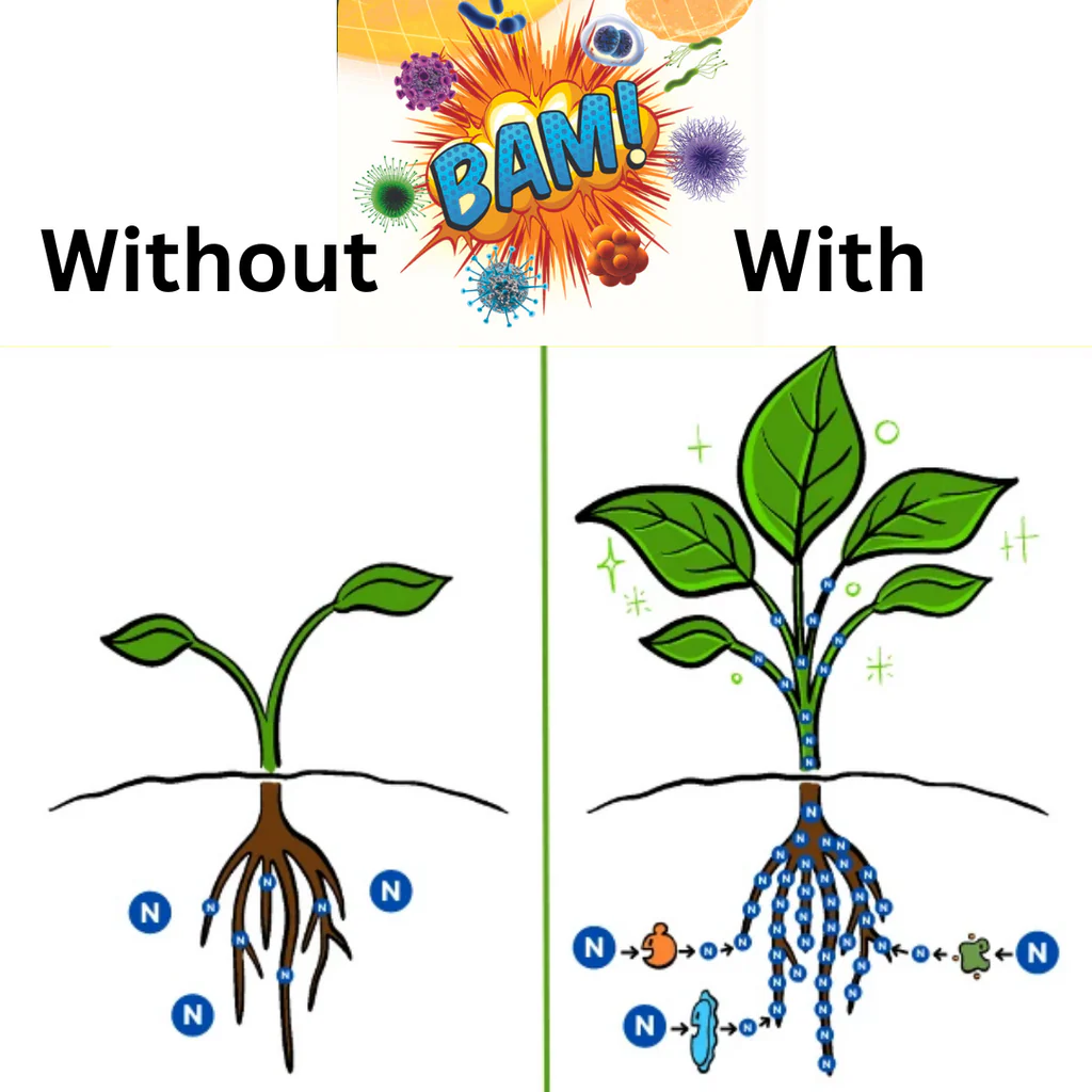 BAM: The Secret to Explosive Root Growth