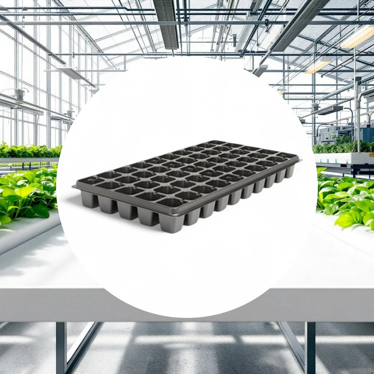 Seedling Tray 50 Cell (10in x 20in) - Image 2