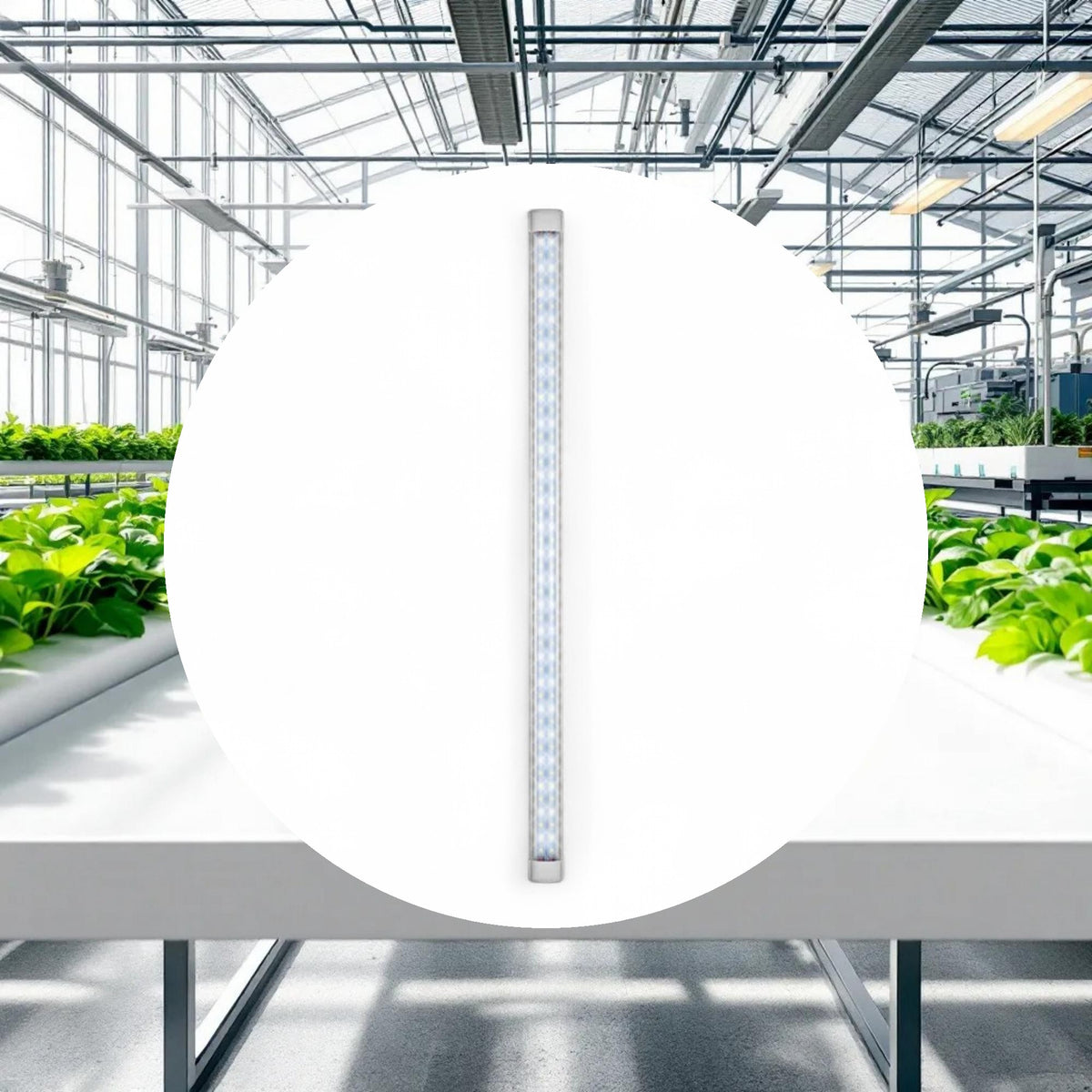 Lightech T8 LED Grow Light 2ft 15w 6500k - Image 2