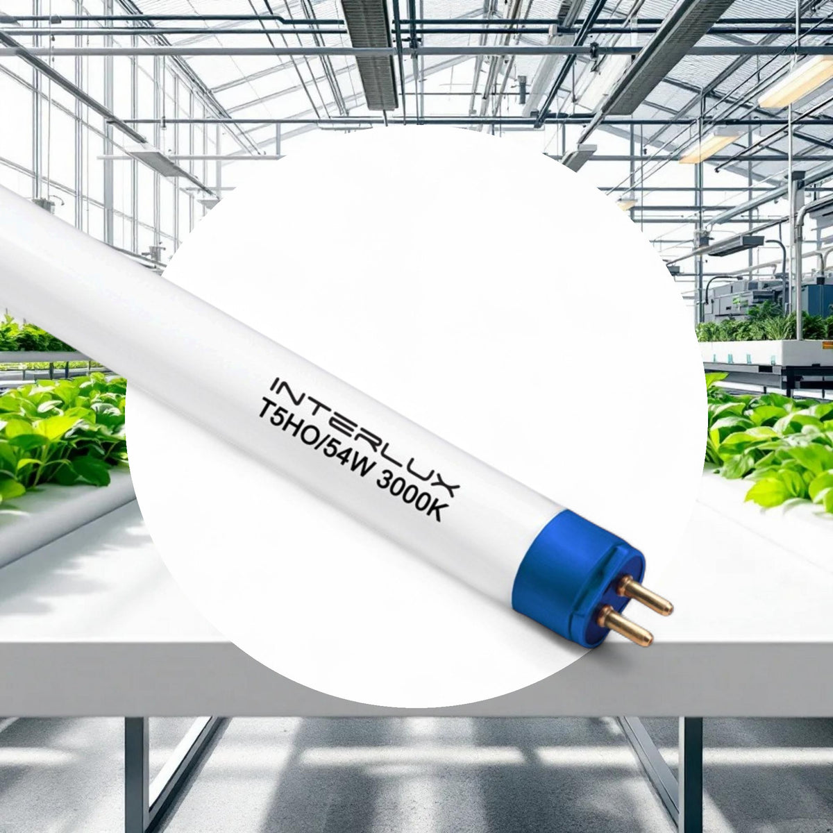 T5 Bloom Bulb 2' (3000k) - Image 2
